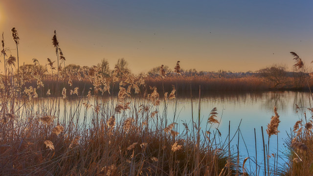 Lake trees birds sunset grass free wallpaper for desktop - medium preview image