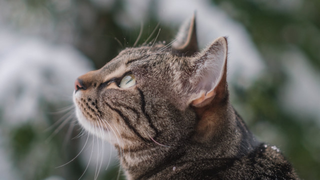 Cat sky snow trees animal free wallpaper for desktop - medium preview image