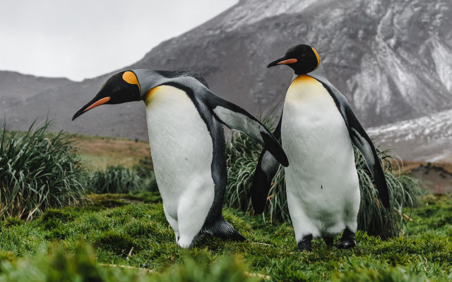 Penguins mountains grass ecological wildlife free wallpaper for desktop - medium preview image