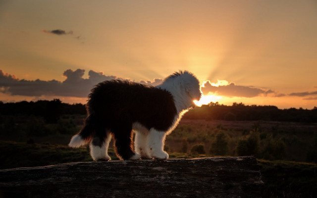 Dog log sunset clouds ocean free wallpaper for desktop - medium preview image