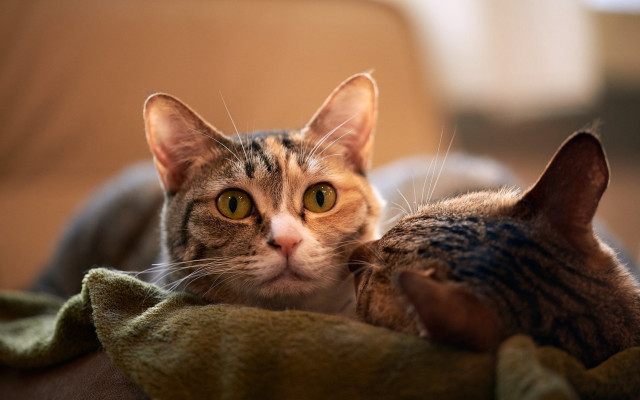 Cat blanket couch chippy animal free wallpaper for desktop - medium preview image