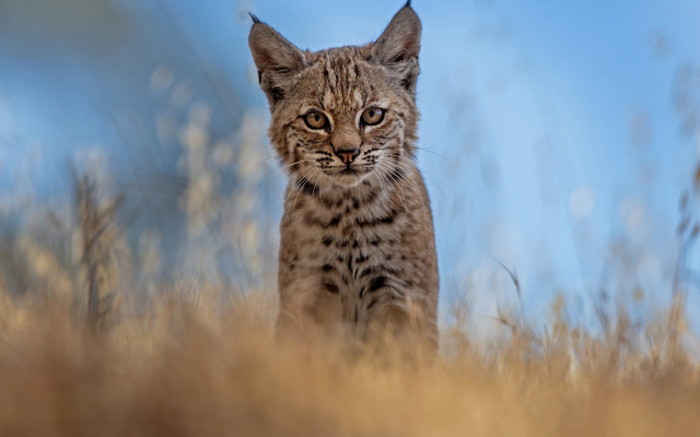 Small cat field tall grass free wallpaper for desktop - medium preview image