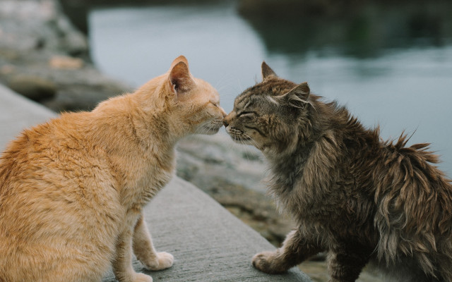Cats ledge noses romanticism blurry free wallpaper for desktop - medium preview image