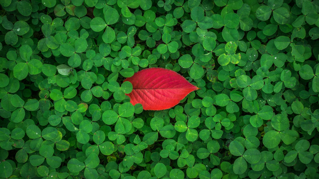 Red leaf green plant ecological free wallpaper for desktop - medium preview image