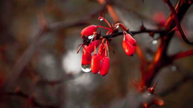 Branch red flowers water drops free wallpaper for desktop - medium preview image