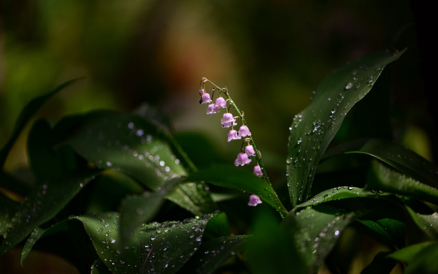Small flower water droplets macro free wallpaper for desktop - medium preview image