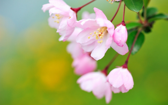 Pink flower bokeh leaves branch free wallpaper for desktop - medium preview image
