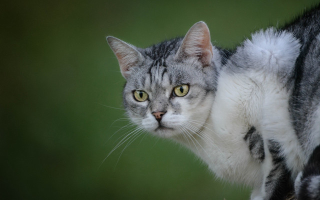 Cat gray stripe green blurry free wallpaper for desktop - medium preview image