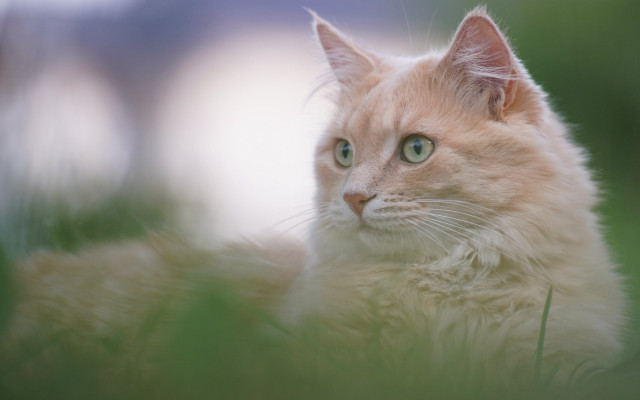 Cat green eyes grass outdoors #2 free wallpaper for desktop - medium preview image