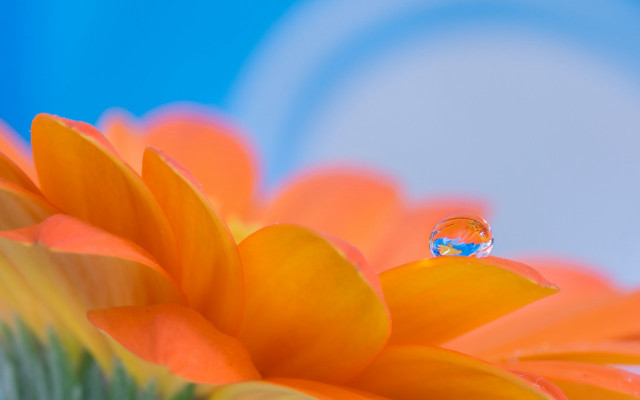 Flower waterdrop blue sky macro #2 free wallpaper for desktop - medium preview image