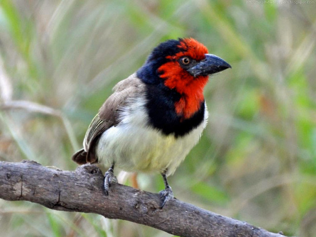 Bird red head branch woods free wallpaper for desktop - medium preview image