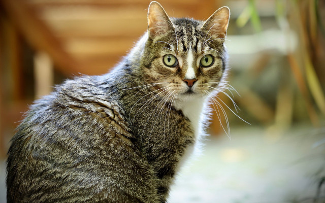 Cat green eyes table camera free wallpaper for desktop - medium preview image