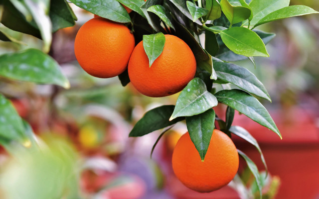 Oranges hanging tree garden potted free wallpaper for desktop - medium preview image