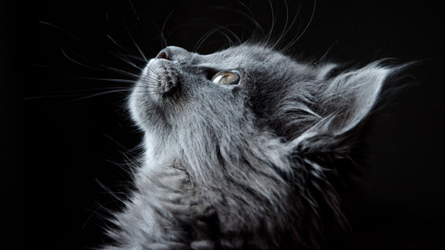 Cat looking up wide eyes #4 free wallpaper for desktop - medium preview image