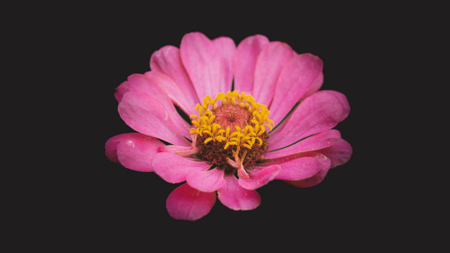 Pink flower yellow stamens black #2 free wallpaper for desktop - medium preview image