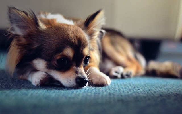 Shiba inu dog laying blurry #2 free wallpaper for desktop - medium preview image