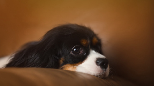 Dog laying on couch blurry free wallpaper for desktop - medium preview image