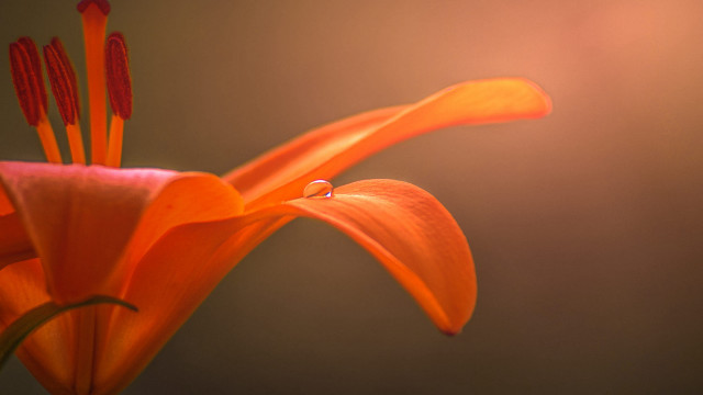 Flower drop water macro blurry free wallpaper for desktop - medium preview image