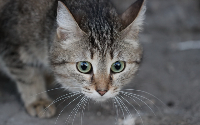 Cat green eyes blurry background #6 free wallpaper for desktop - medium preview image