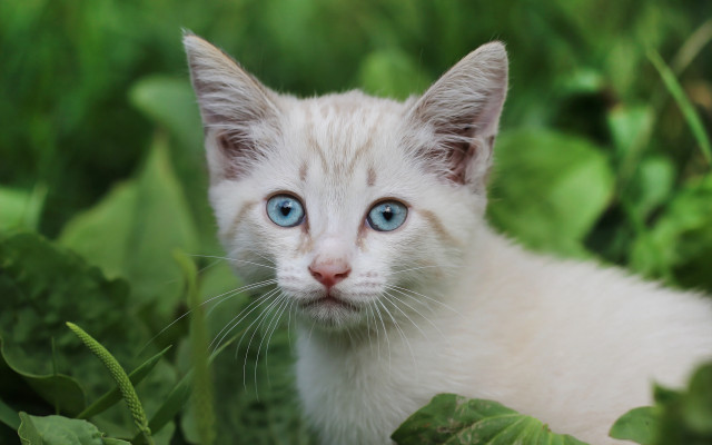 White kitten blue eyes curious #7 free wallpaper for desktop - medium preview image