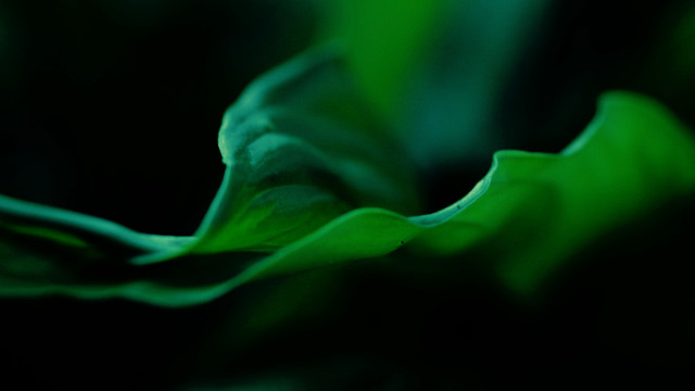 Green flower black background blurry free wallpaper for desktop - medium preview image