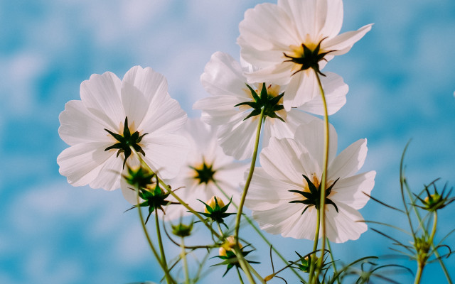 White flowers blue sky macro free wallpaper for desktop - medium preview image
