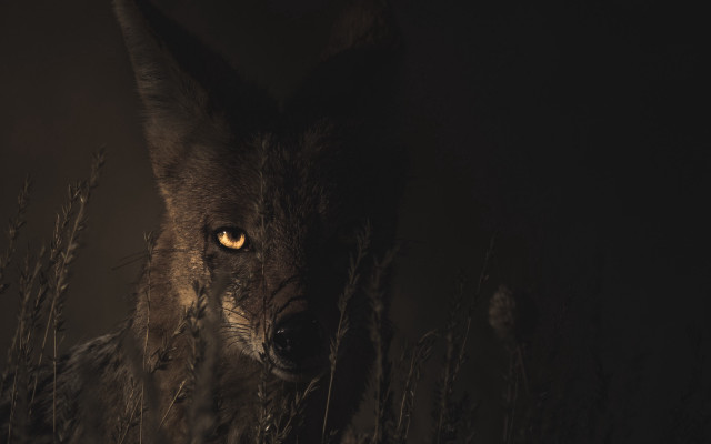 Wolf yellow eyes night grass free wallpaper for desktop - medium preview image