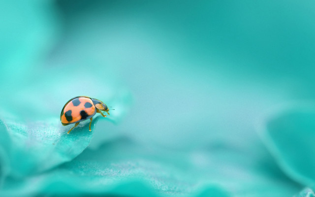 Ladybug blueflower petal blurrybackground macro free wallpaper for desktop - medium preview image