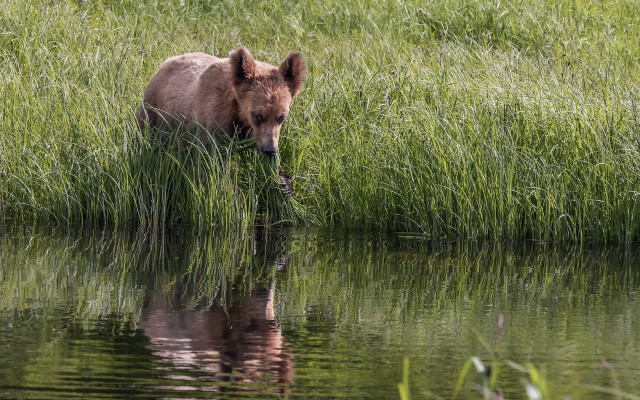 Bear water reflection grass nature free wallpaper for desktop - medium preview image