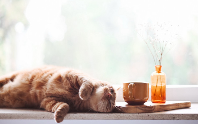 Cat window sill flower vase free wallpaper for desktop - medium preview image