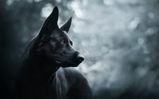 Black dog outdoor portrait blurry free wallpaper for desktop - medium preview image