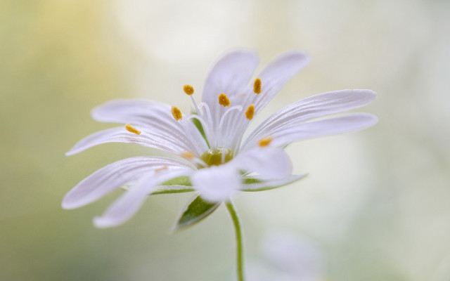 White flower macro daisy lily free wallpaper for desktop - medium preview image