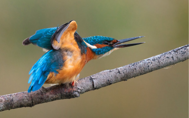 Colorful birds perched branch bite free wallpaper for desktop - medium preview image