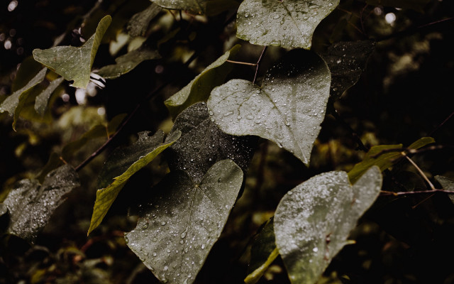 Leaf water droplets rain branch free wallpaper for desktop - medium preview image