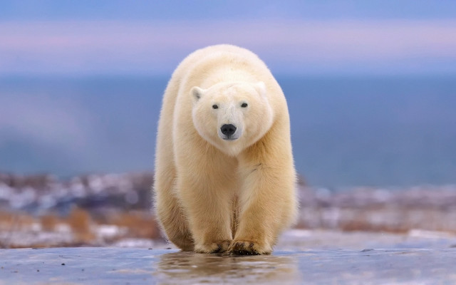 Polar bear frozen lake ocean free wallpaper for desktop - medium preview image