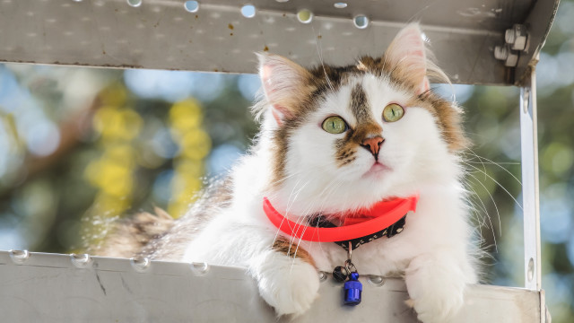 Cat red collar ledge serious free wallpaper for desktop - medium preview image