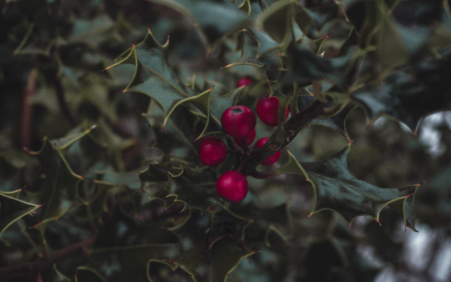 Tree red berries green leaves free wallpaper for desktop - medium preview image