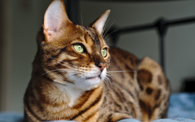 Surprised cat on bed photorealistic free wallpaper for desktop - medium preview image