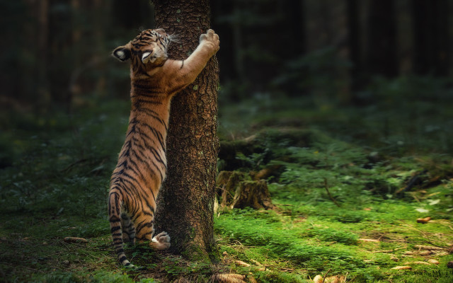 Tiger climbing tree forest wildlife free wallpaper for desktop - medium preview image