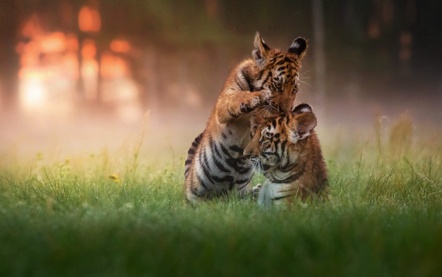 Two tigers playing mother wildlife free wallpaper for desktop - medium preview image