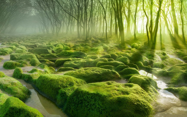 Green forest moss stream nature #2 free wallpaper for desktop - medium preview image