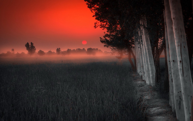 Field trees fog sunset forest free wallpaper for desktop - medium preview image