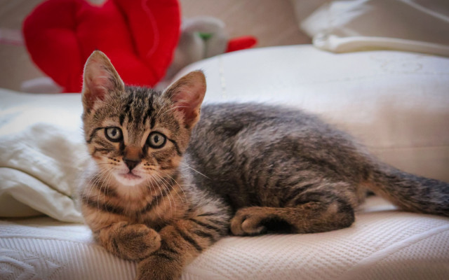 Kitten bed redheart stuffedanimal shibainu free wallpaper for desktop - medium preview image