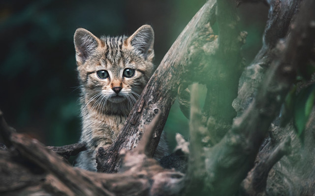 Kitten sitting tree sad eyes free wallpaper for desktop - medium preview image