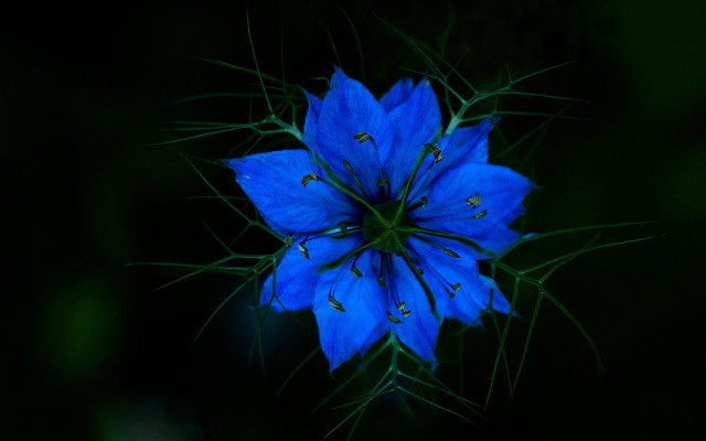 Blue flower green stems macro free wallpaper for desktop - medium preview image