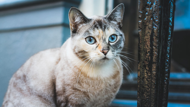 White cat blue eyes serious #6 free wallpaper for desktop - medium preview image