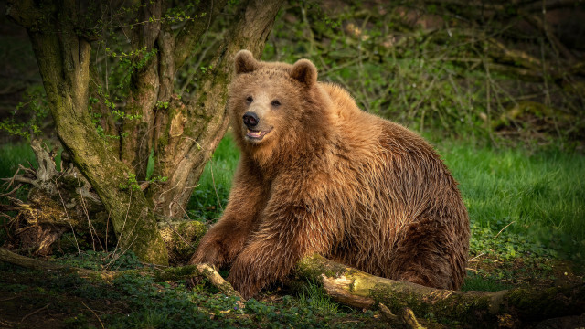 Brown bear in woods with free wallpaper for desktop - medium preview image