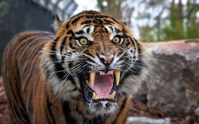 Tiger open mouth teeth missing #2 free wallpaper for desktop - medium preview image