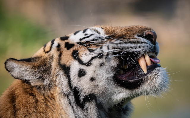 Tiger growling open mouth sharp free wallpaper for desktop - medium preview image