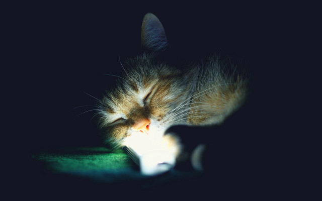 Cat sleeping green dark white free wallpaper for desktop - medium preview image